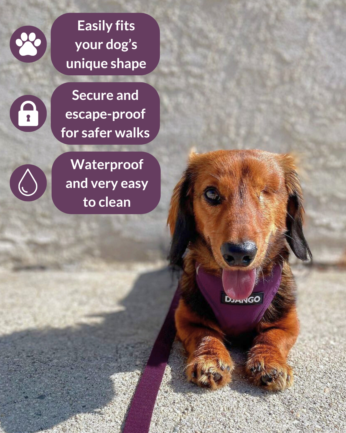 Dachshund puppy wearing a purple harness with DJANGO logo and text about its features on a concrete surface.