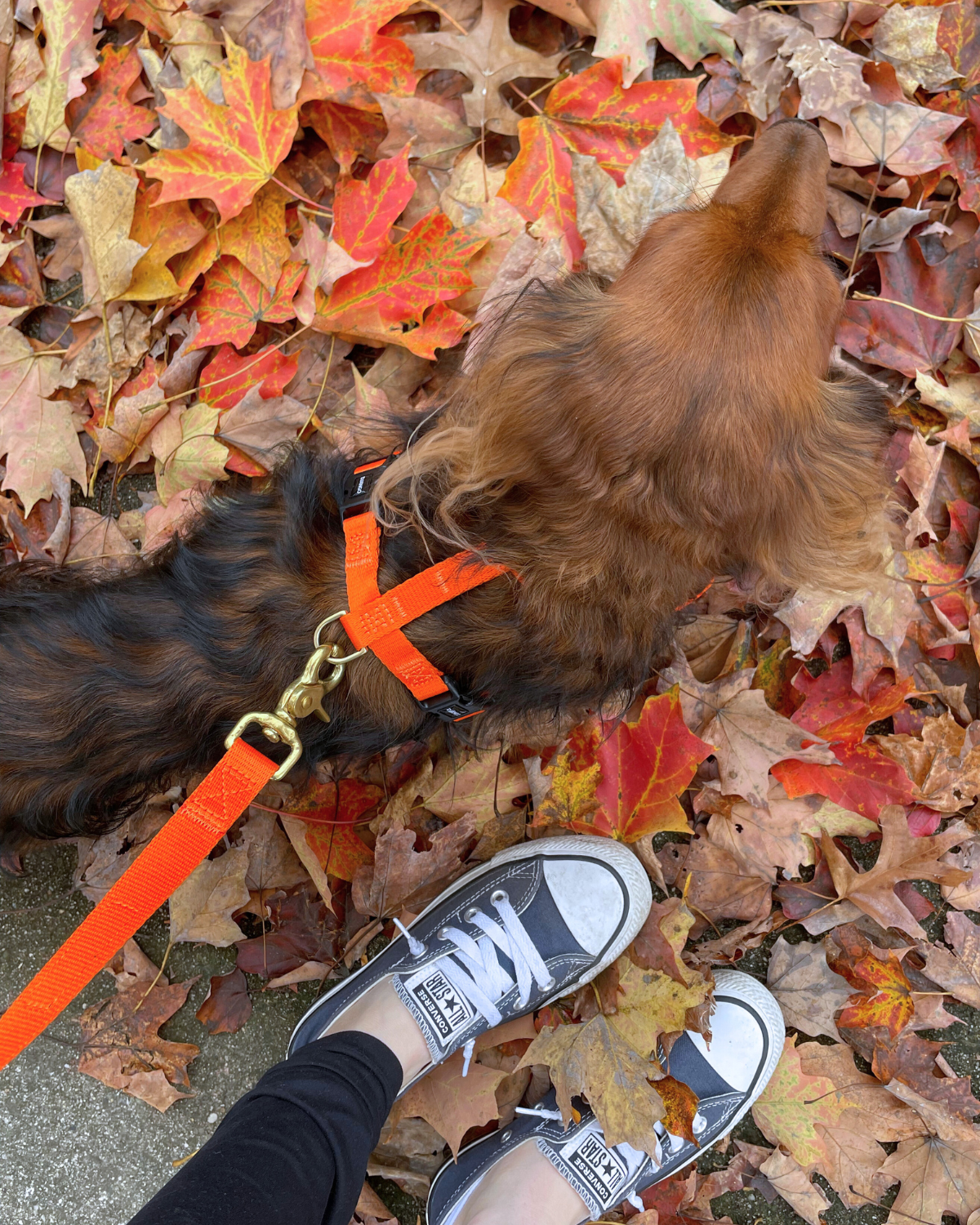 Small dog wearing an orange padded harness and adjustable dog leash set while standing on a bed of autumn leaves