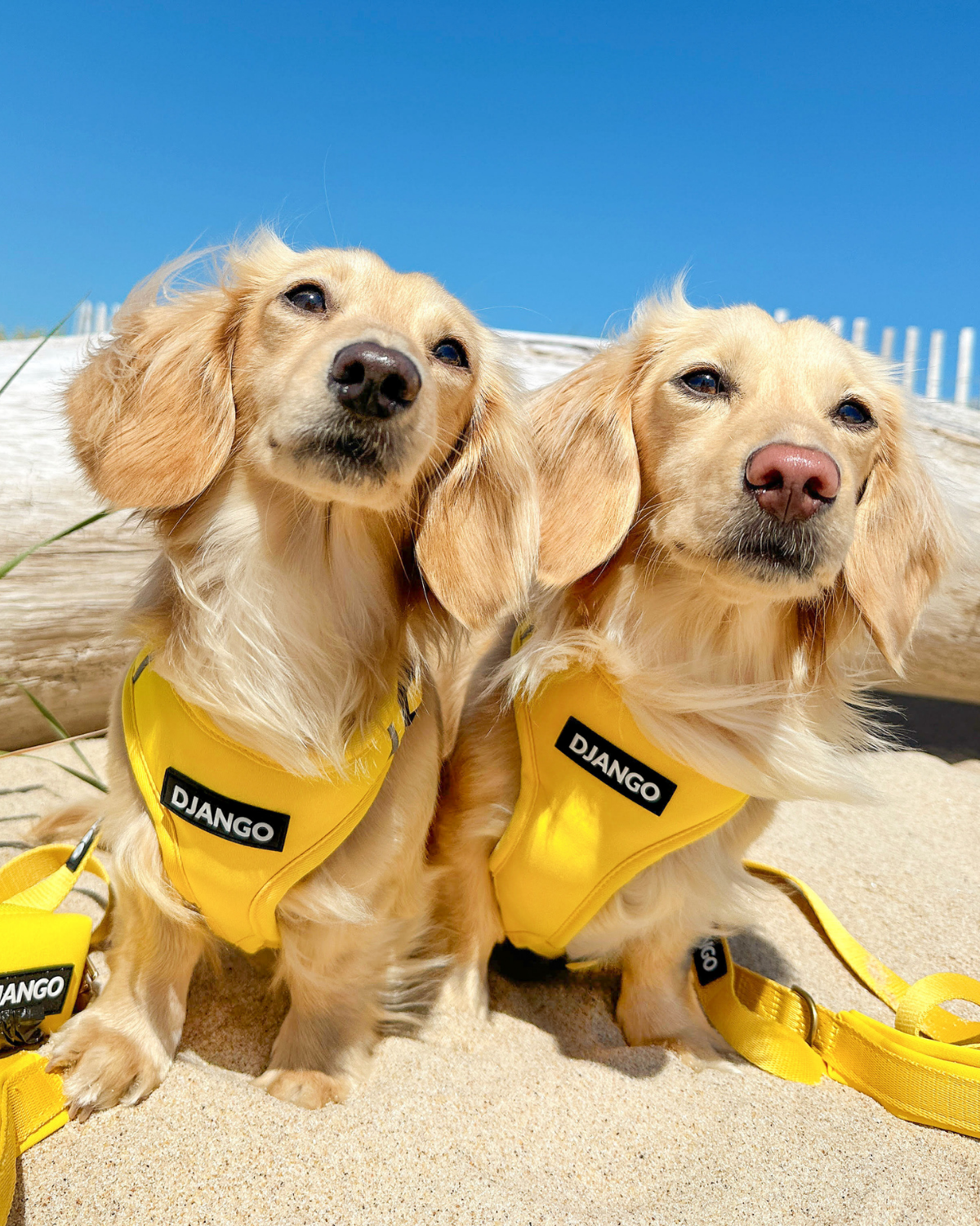 Two mini dachshunds wearing yellow neoprene dog harness vests with 'Django' branding on a sandy beach.