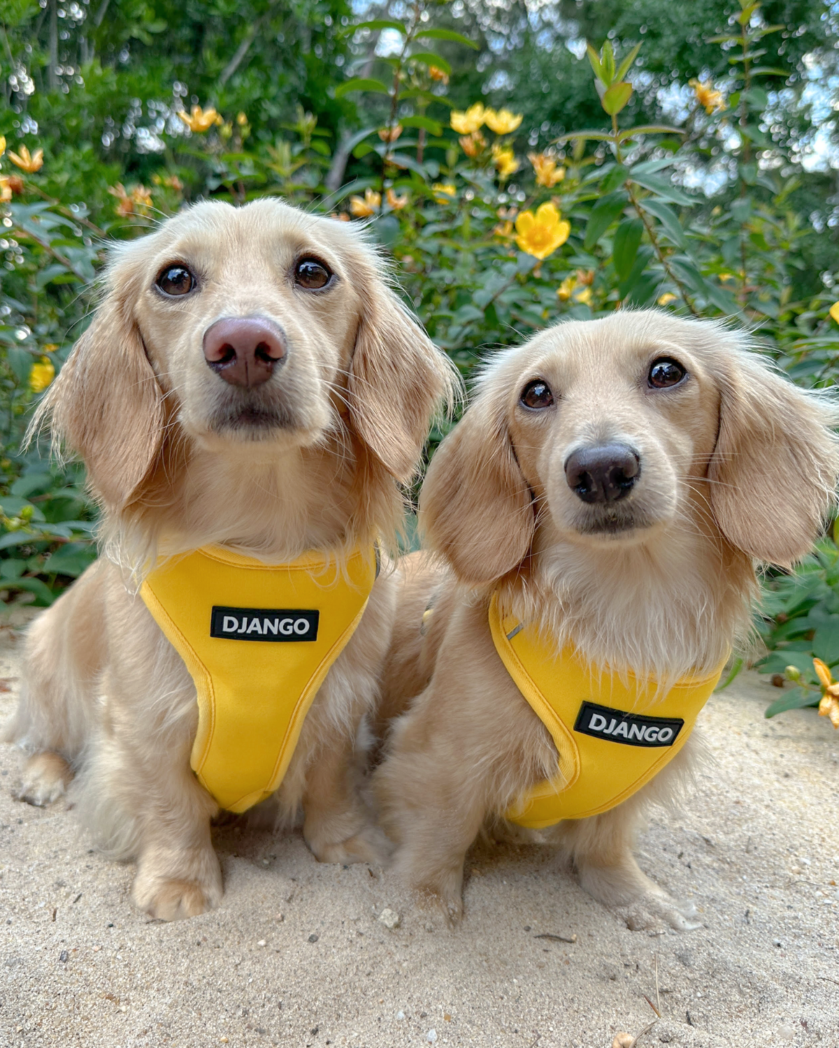 Two dachshunds wearing yellow harnesses with 'Django' branding in a garden setting.