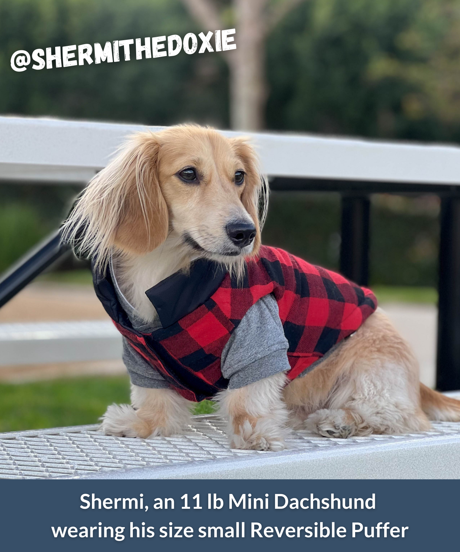 Mini dachshund wearing red and black dog puffer coat and gray dog hoodie while sitting outside