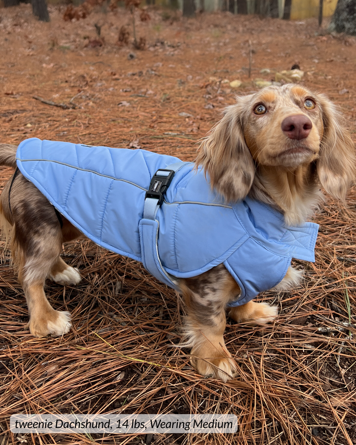 Dachshund wearing an insulated and adjustable cold-weather puffer dog coat in autumn setting