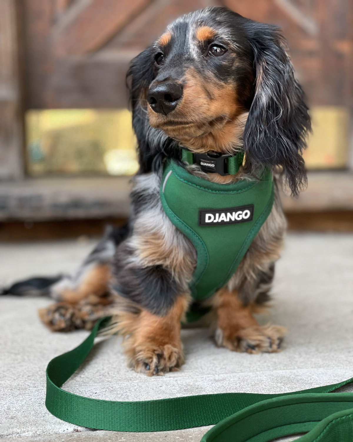 Dachshund wearing a green 'DJANGO' harness on a concrete surface.