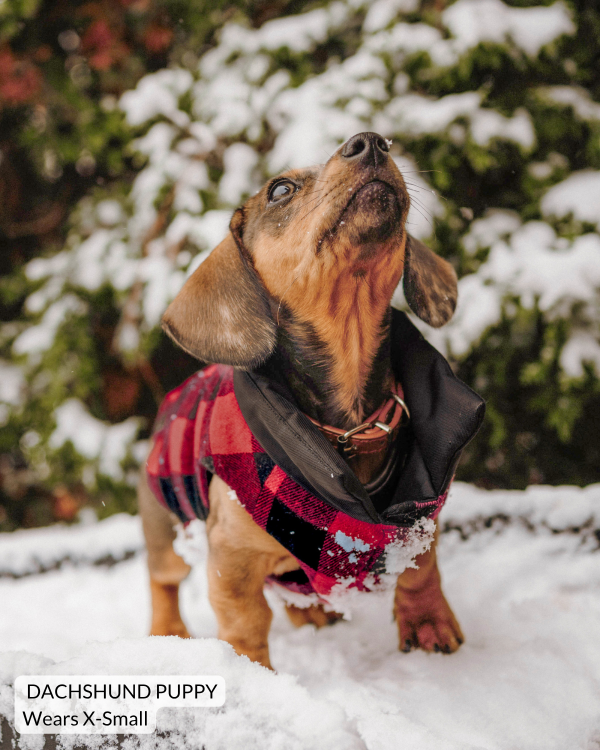 Mini dachshund puppy wearing a comfortable reversible puffer dog coat with plaid side showing while walking in woods through light winter snow