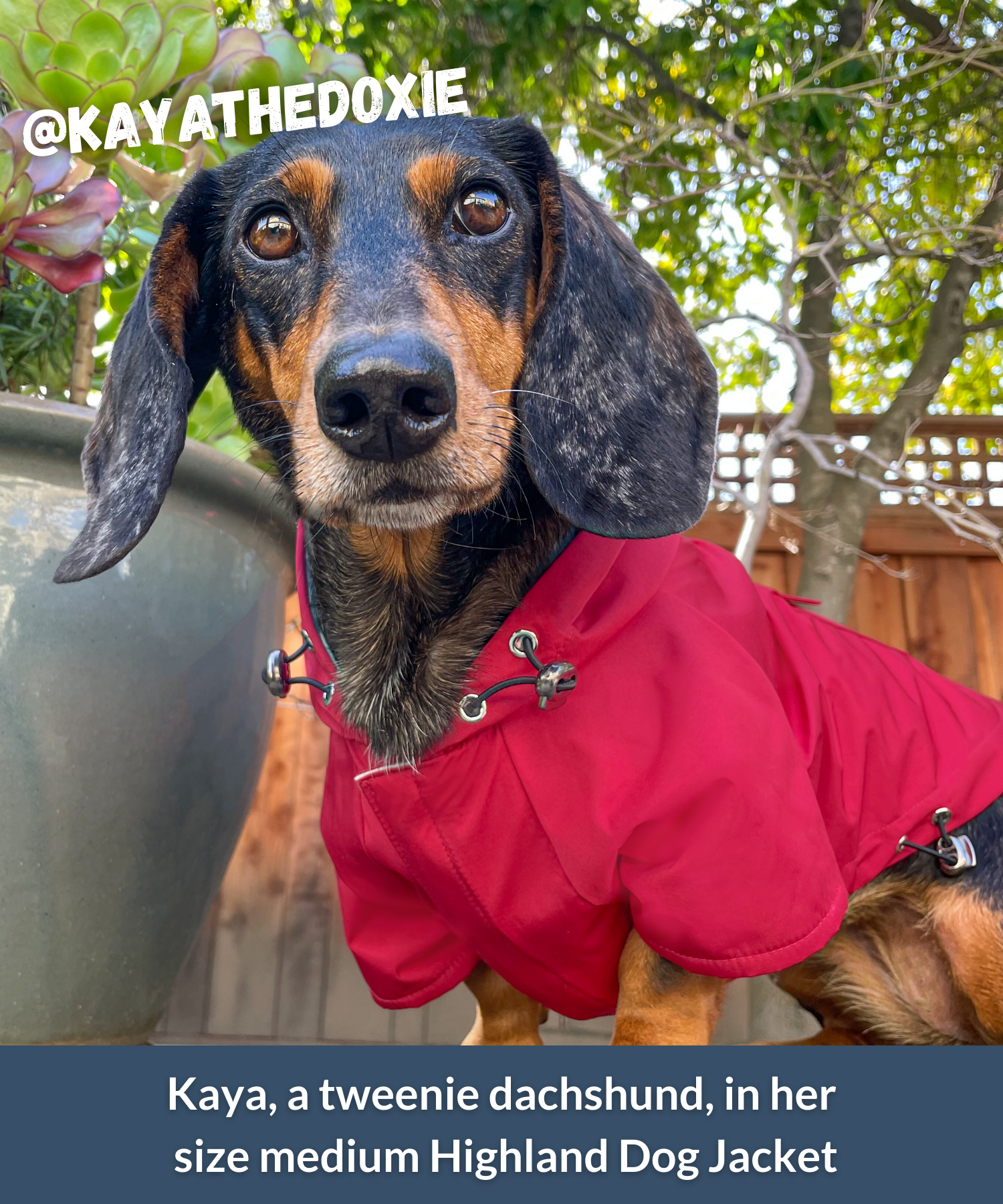Staandard dachshund wearing bright red hooded jacket and raincoat for dogs outdoors