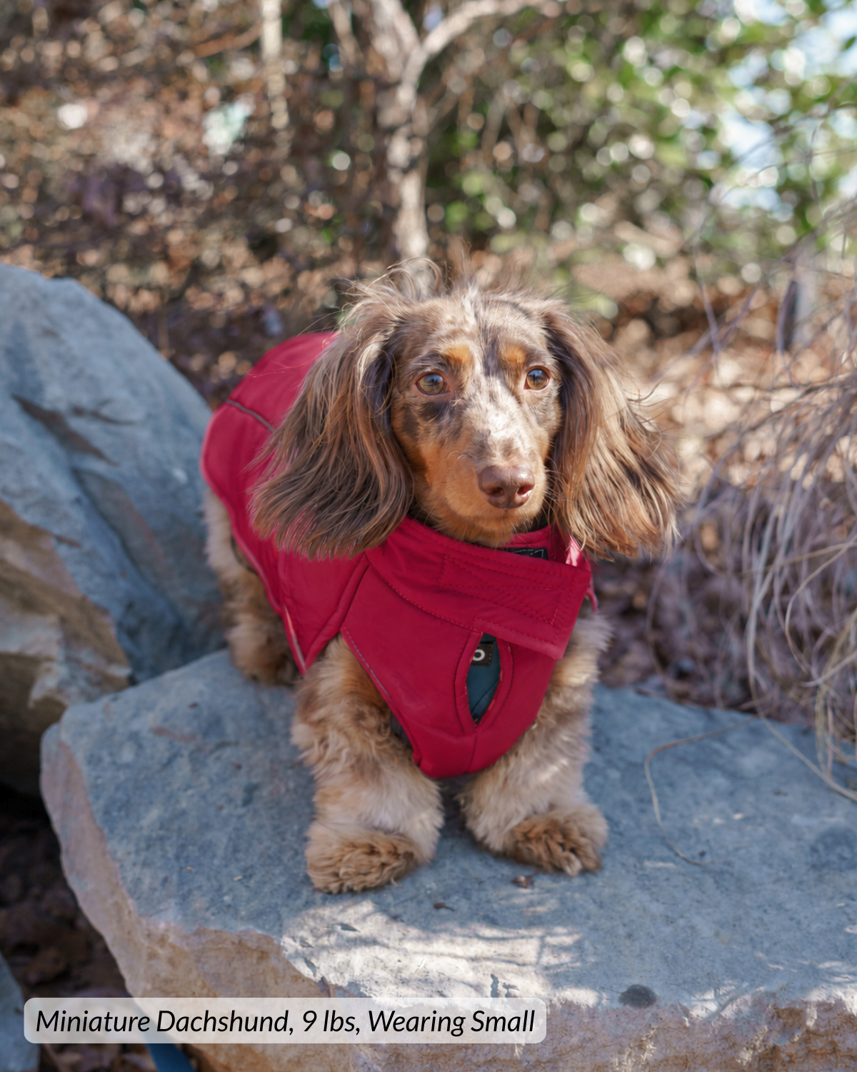 Miniature dachshund wearing a Firelight Red puffer winter coat and standing on large rock during hike in woods