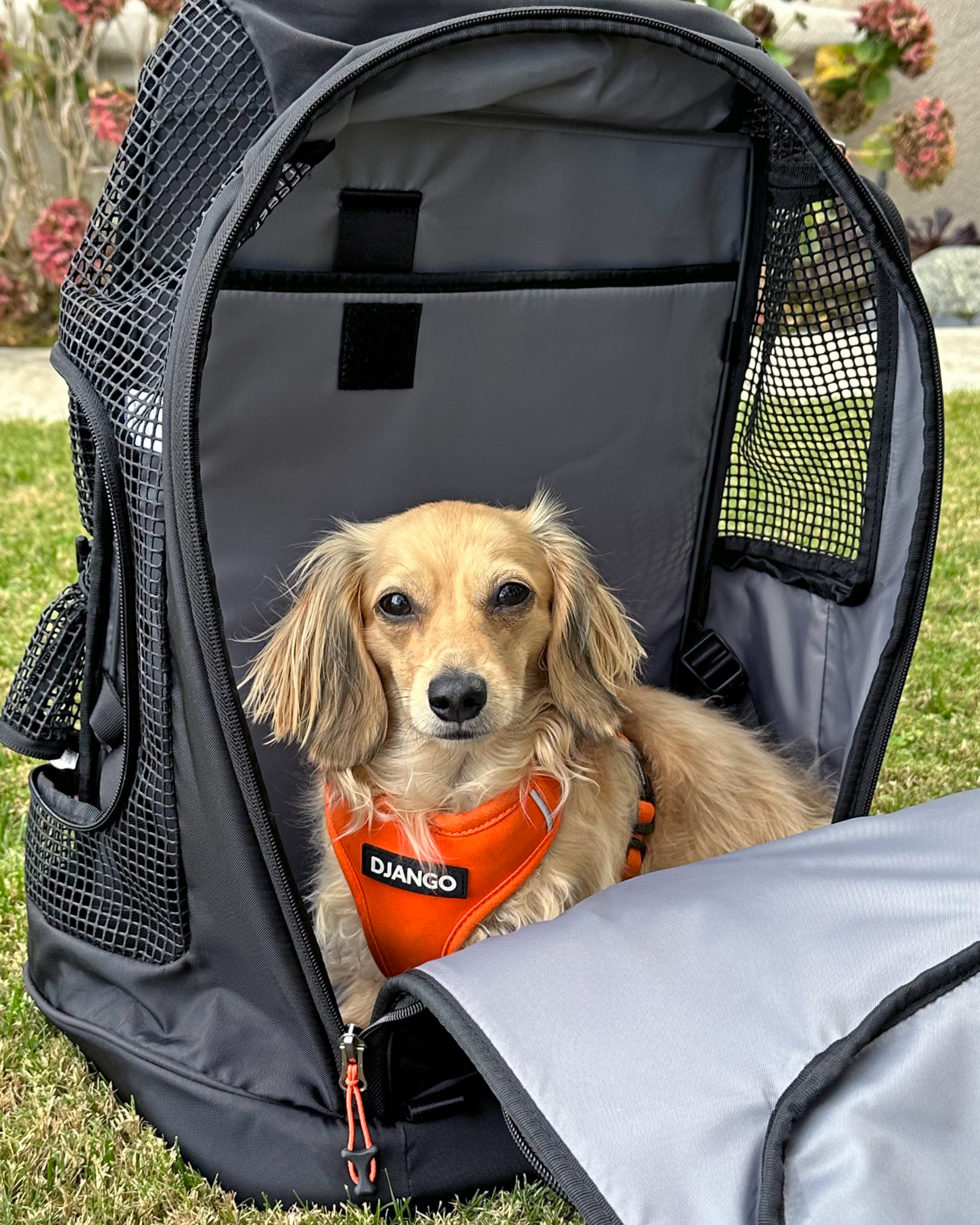 Longhaired miniature dachshund puppy sitting comfortably inside the DJANGO dog carrier backpack with mesh ventilation panels, escape-proof zippers, and a soft washable lining for small dogs and puppies