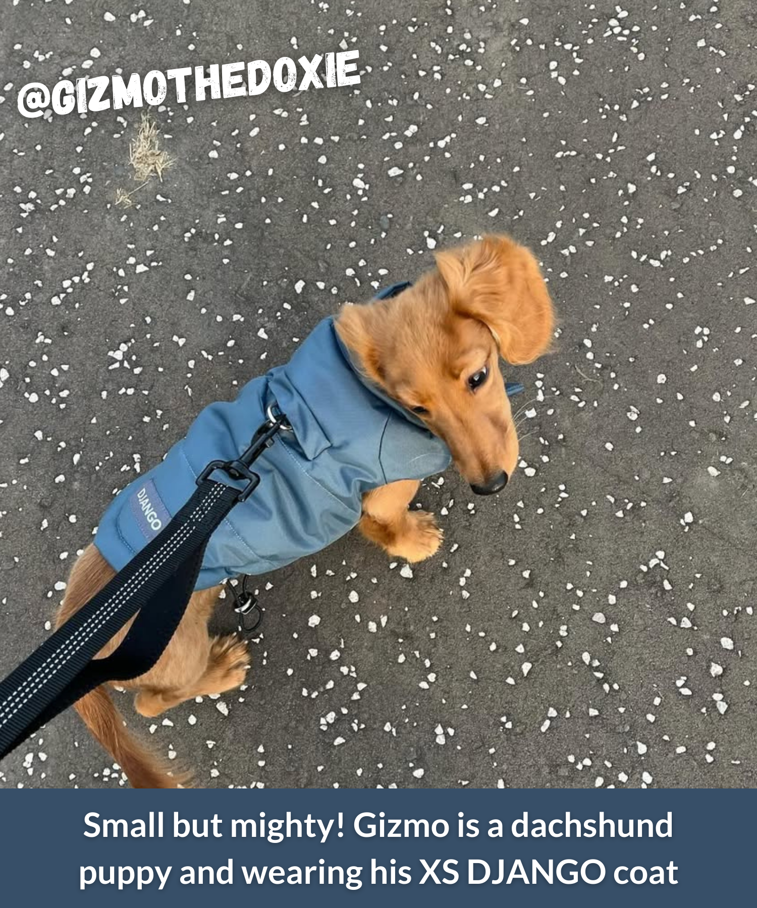 dachshund puppy wearing insulated winter dog coat during winter walk