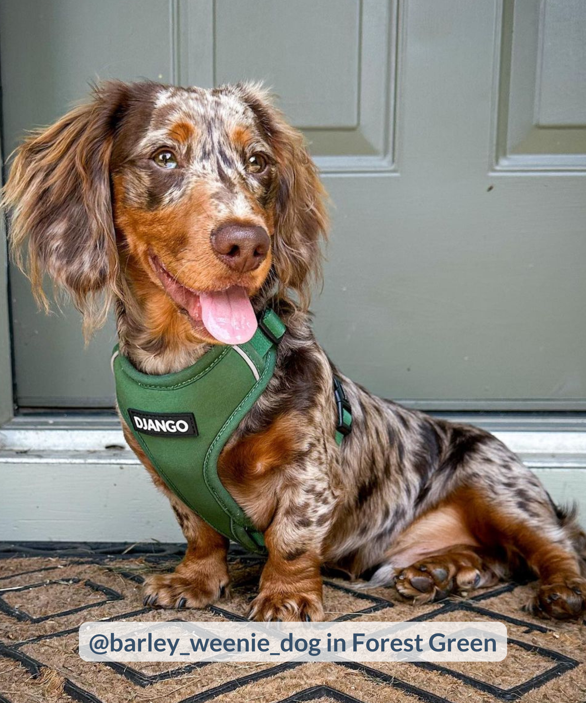 Happy dapple longhaired dachshund puppy wearing forest green dog harness for doxies