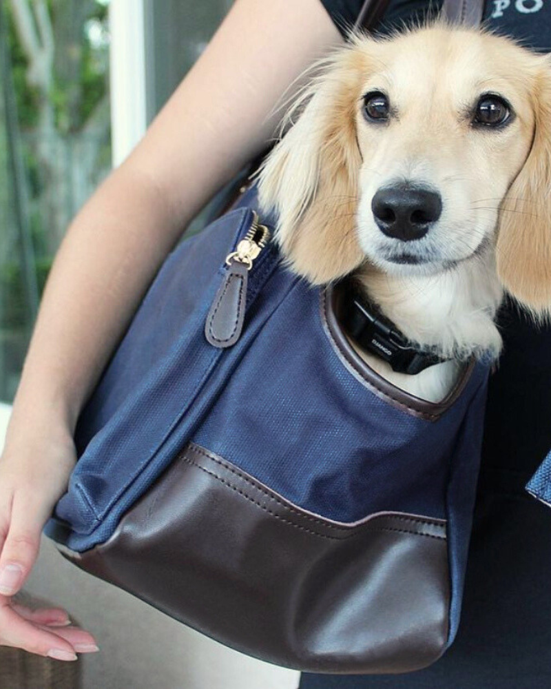 Dachshund peeking out of a navy blue waxed canvas and brown leather dog carrier purse tote with zipper pockets