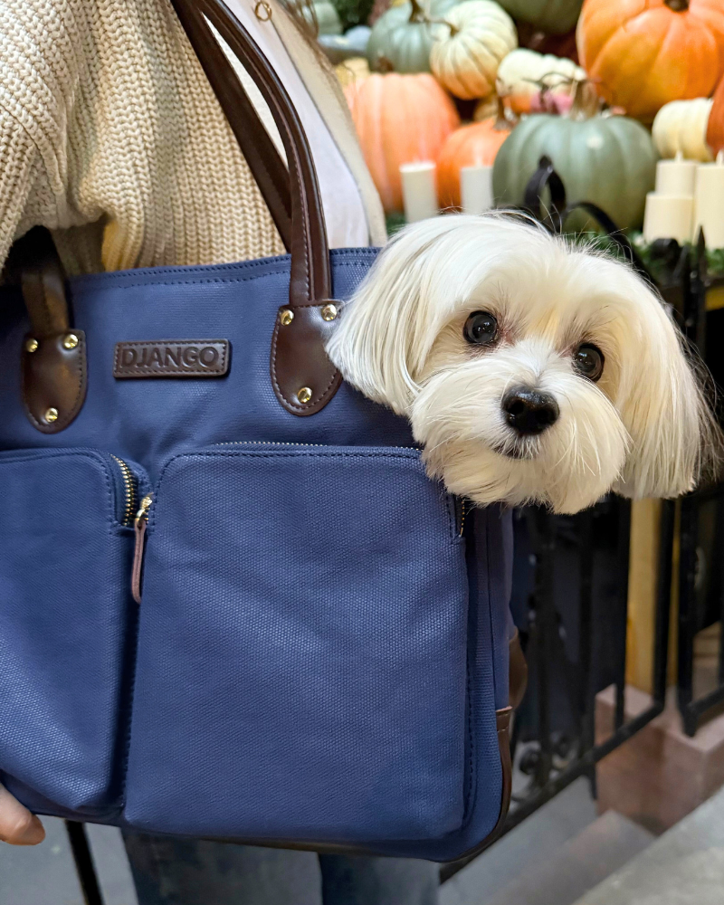 Small dog peeking out from a navy blue waxed canvas dog carrier tote bag with 'Django' branding, surrounded by pumpkins and in an urban setting