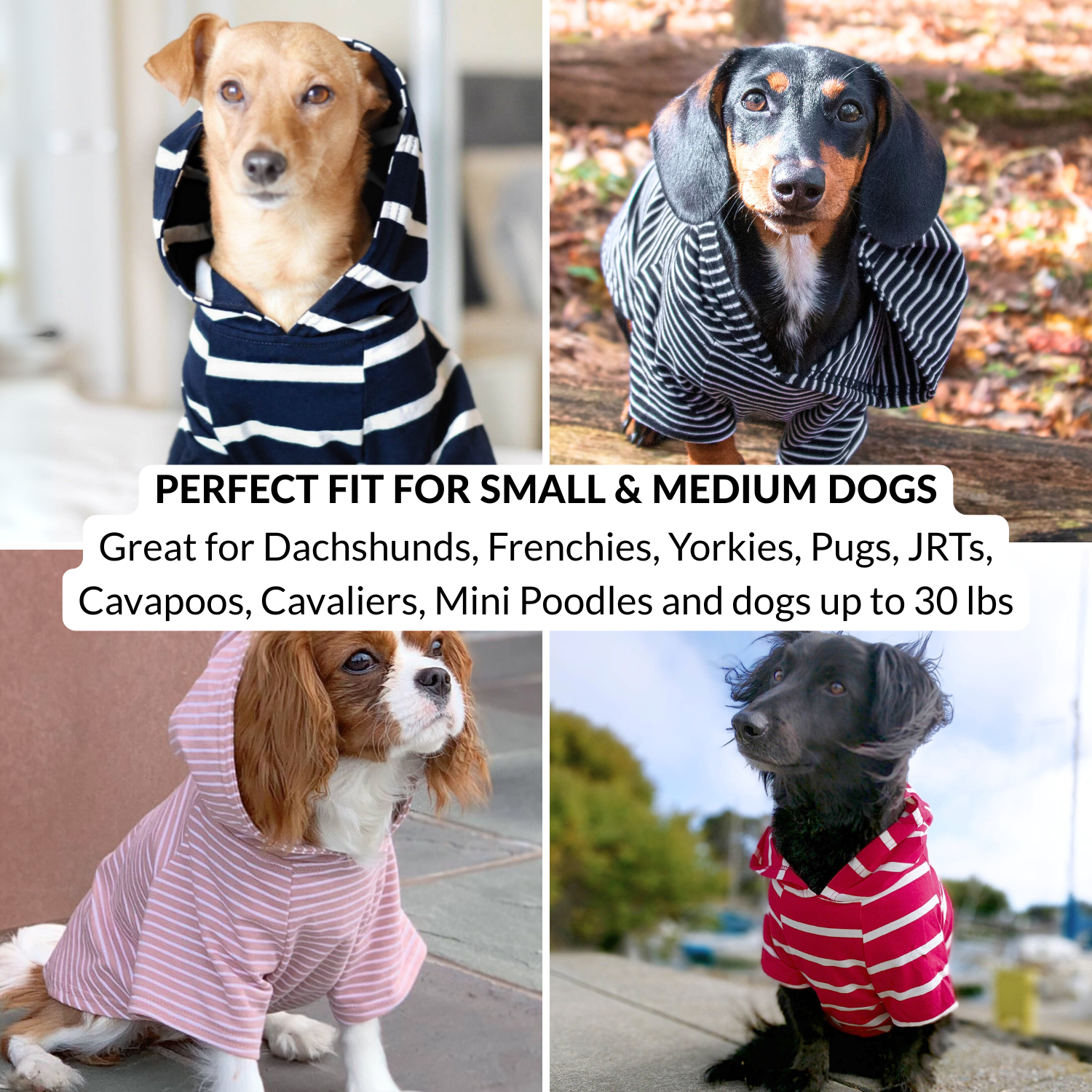 Four-panel collage showing different dogs wearing striped pet hoodies and shirts.