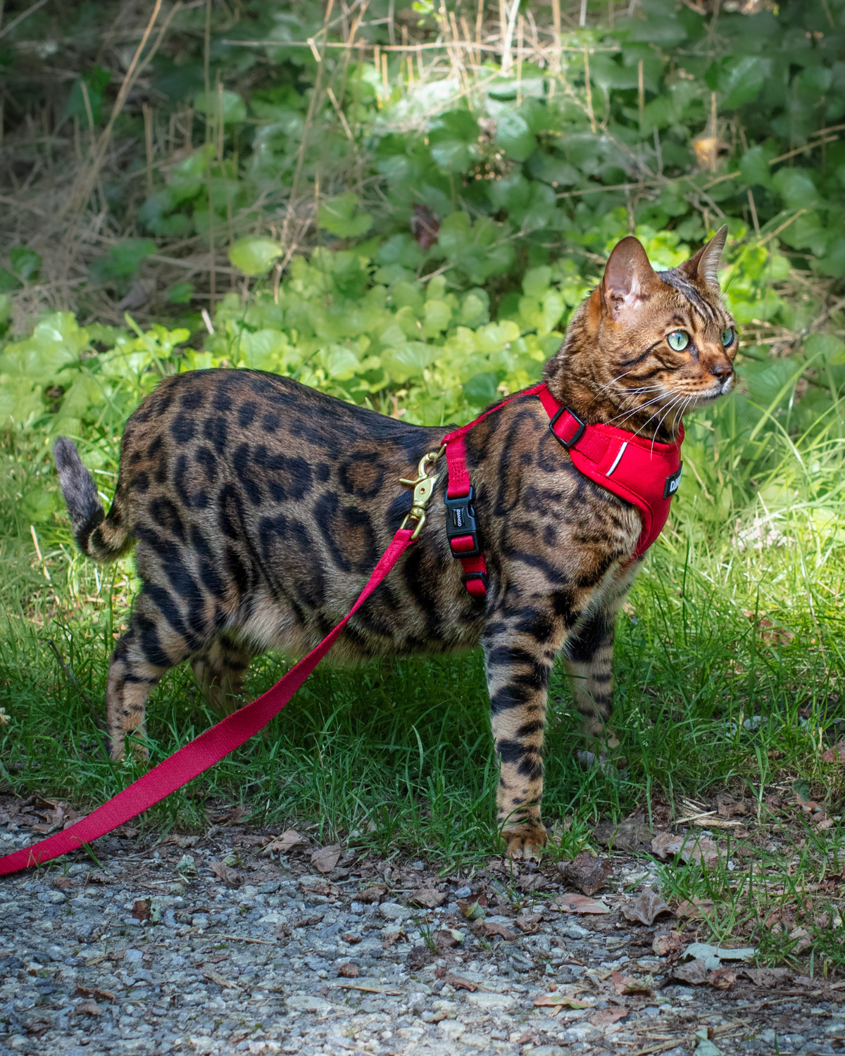 Loki is a Bengal cat and adventure cat and wears size small in DJANGO Adventure Cat Harnesses. DJANGO harnesses feature a padded and lightweight body, soft custom webbing for max comfort, a breathable sport mesh lining, reflective piping, and a beautiful solid cast brass D-ring. - djangobrand.com