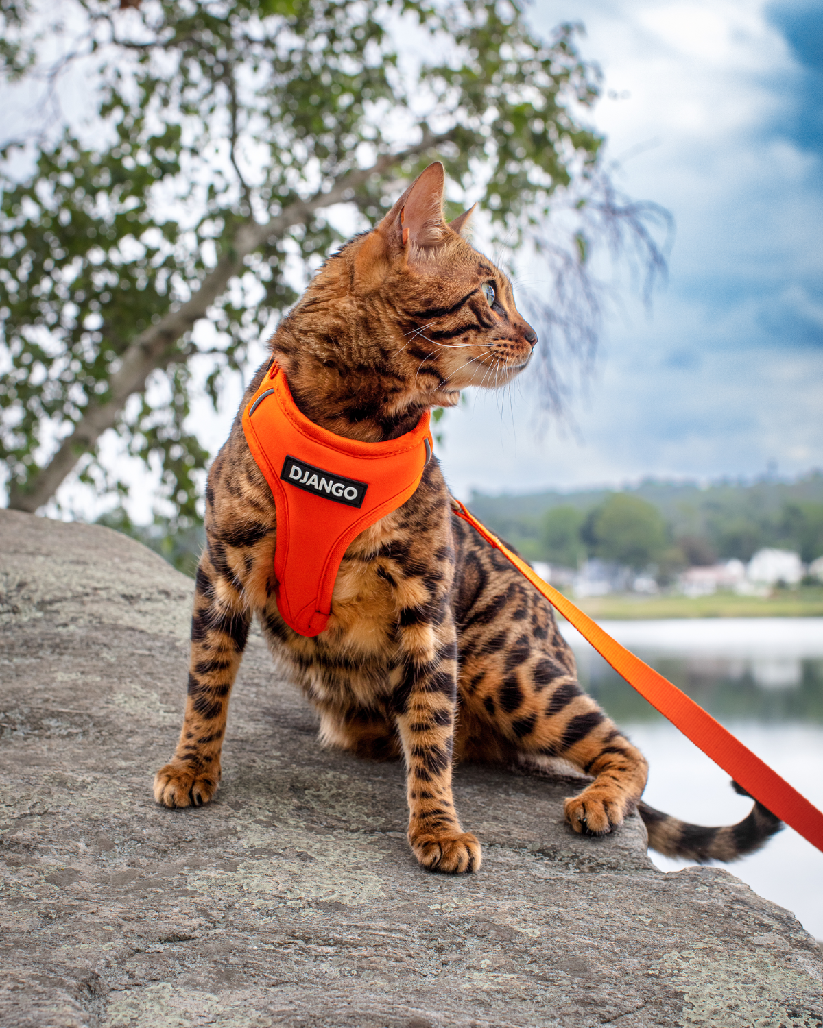 Django Adventure Dog Harness in Sunset Orange - djangobrand.com Medium