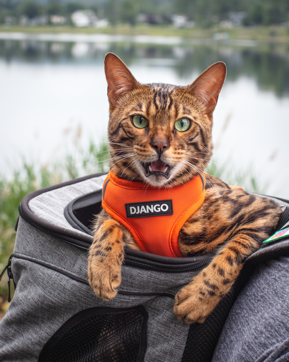 DJANGO Adventure Cat Harness in Sunset Orange - Loki is a Bengal cat and adventure cat and wears size small in DJANGO Adventure Cat Harnesses. DJANGO harnesses feature a padded and lightweight body, soft custom webbing for max comfort, a breathable sport mesh lining, reflective piping, and a beautiful solid cast brass D-ring. - djangobrand.com