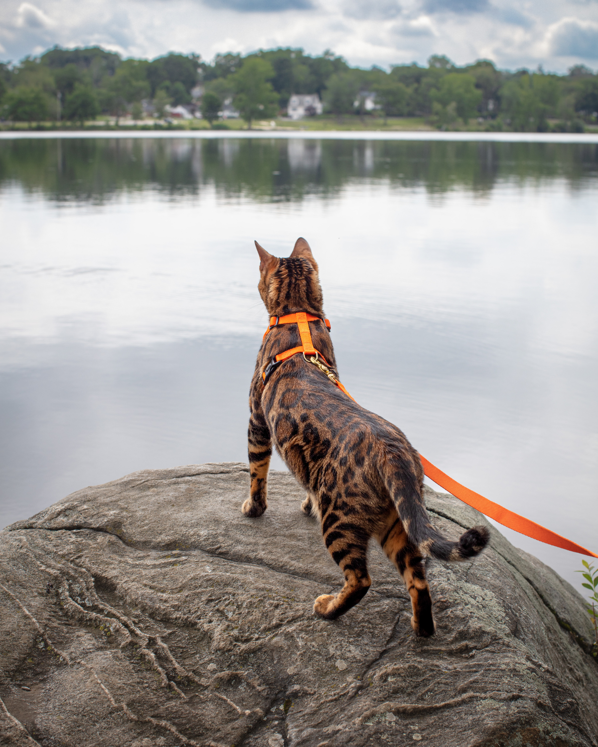 DJANGO Adventure Cat Harness in Sunset Orange - Loki is a Bengal cat and adventure cat and wears size small in DJANGO Adventure Cat Harnesses. DJANGO harnesses feature a padded and lightweight body, soft custom webbing for max comfort, a breathable sport mesh lining, reflective piping, and a beautiful solid cast brass D-ring. - djangobrand.com