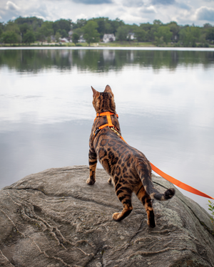 DJANGO’s Adventure Cat Harness is a comfortable, durable, and high quality cat harness designed for outdoor adventures and everyday wear. The padded and weather-resistant neoprene exterior is complimented by soft and breathable sport mesh lining, heavy-duty webbing, and beautiful solid brass hardware | djangobrand.com