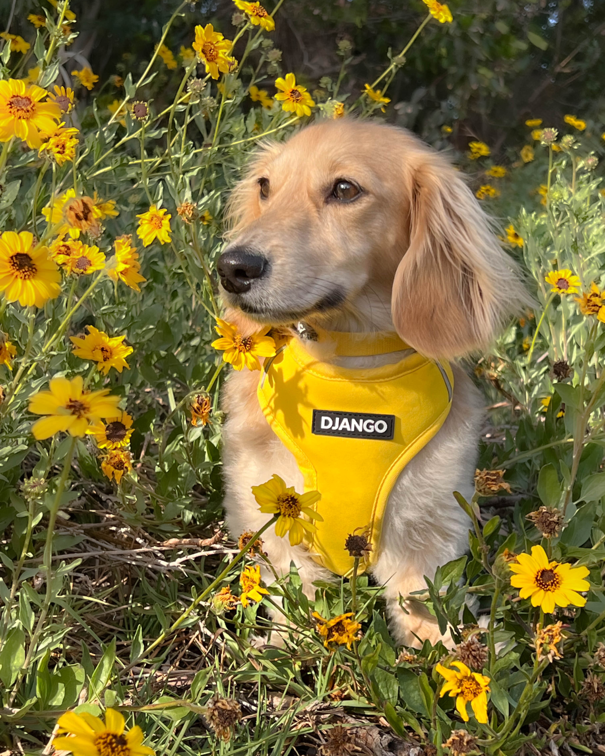 #color_dandelion yellow