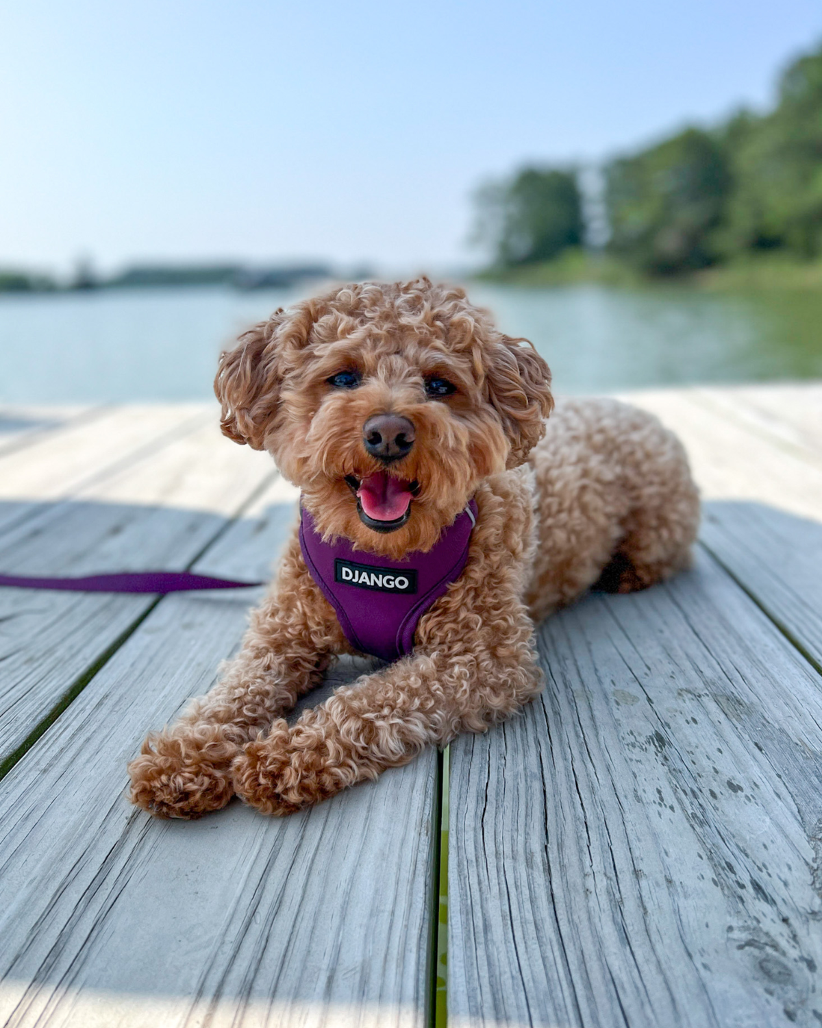 Beautiful girl Maisey is a poodle and bichon mix and wears a size small dog harness . Sizing questions? Email hello@djangobrand.com, we'd love to hear from you and help you out! - djangobrand.com