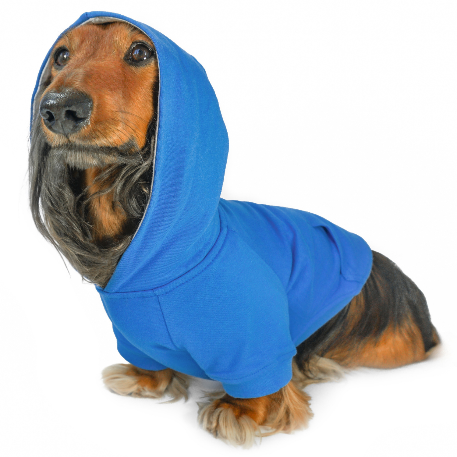 Miniature dachshund clothes - Dachshund wearing a blue dog hoodie on a white background