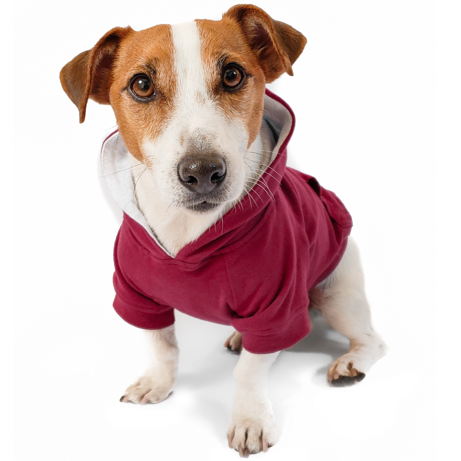 Burgundy red cotton hoodie for dachshunds and small breeds, warm dog sweatshirt for autumn weather.