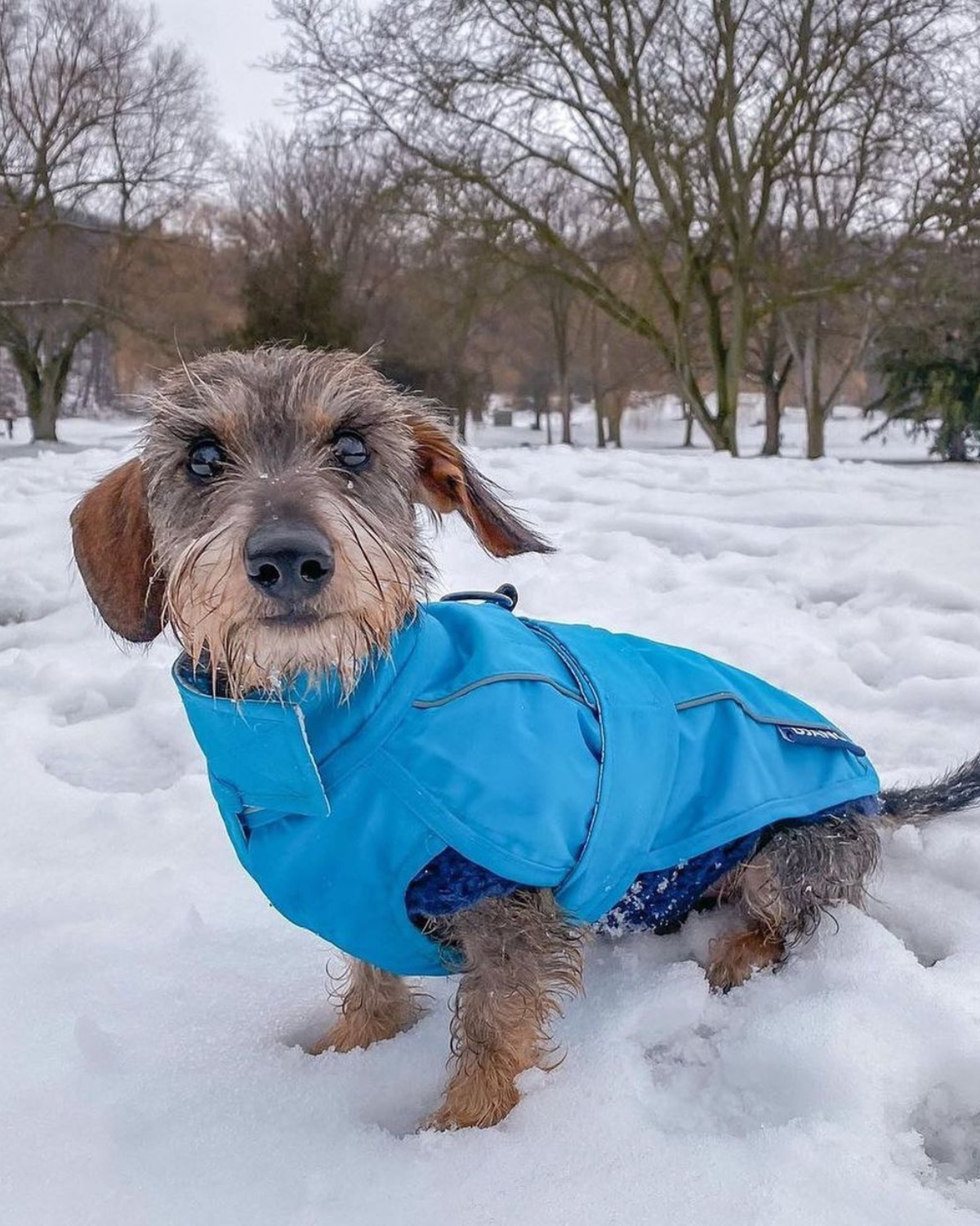 DJANGO City Slicker All Weather Dog Coat Rain Jacket Topaz Blue