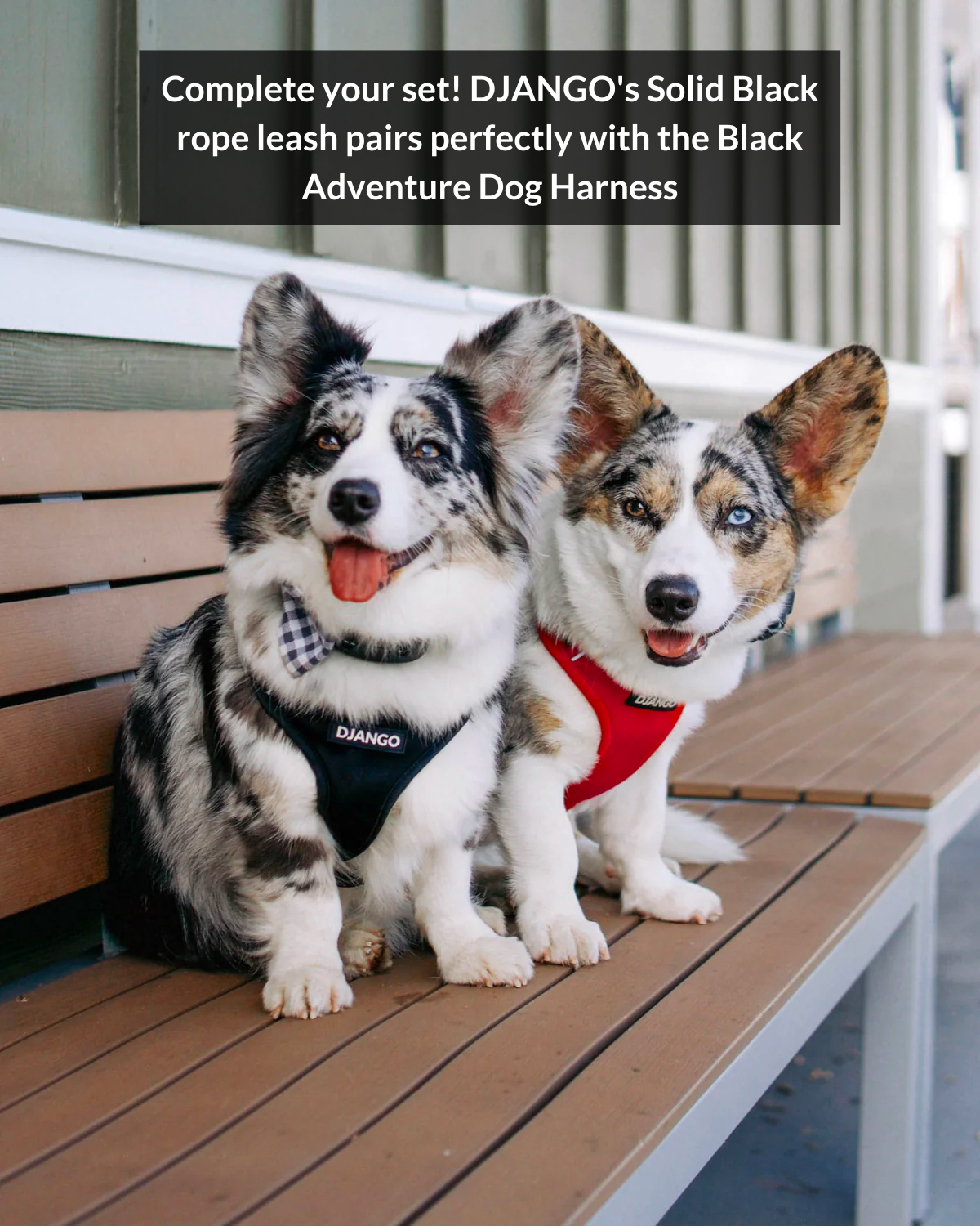 DJANGO Cotton Rope Dog Leash in Solid Black - djangobrand.com