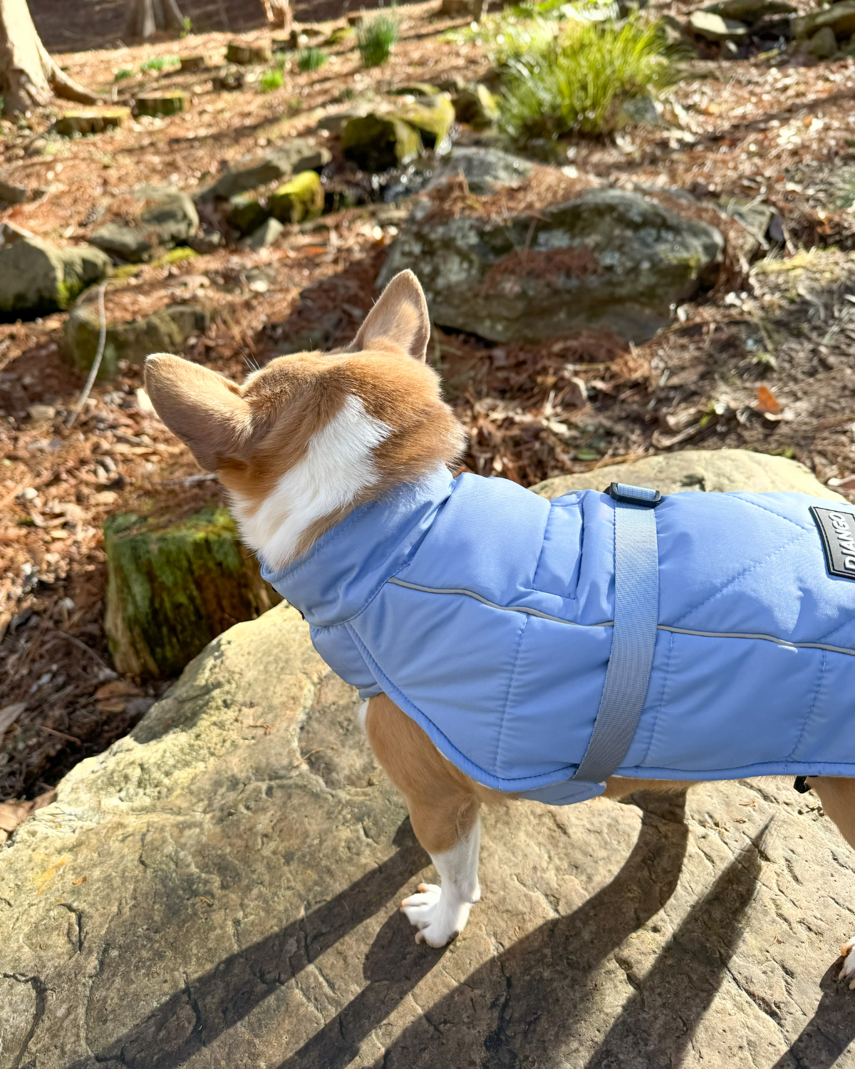 DJANGO's Whistler Winter Dog Coat is a warm and comfortable cold weather dog parka. Insulated for the coldest winter weather, this alpine-inspired puffer dog coat features a windproof and water-repellent exterior, a soft and cozy interior lining, and reflective piping for low light adventures. An adjustable webbing chest strap and velcro neck closure allow for easy on-off and a tailored fit around your dog's body.