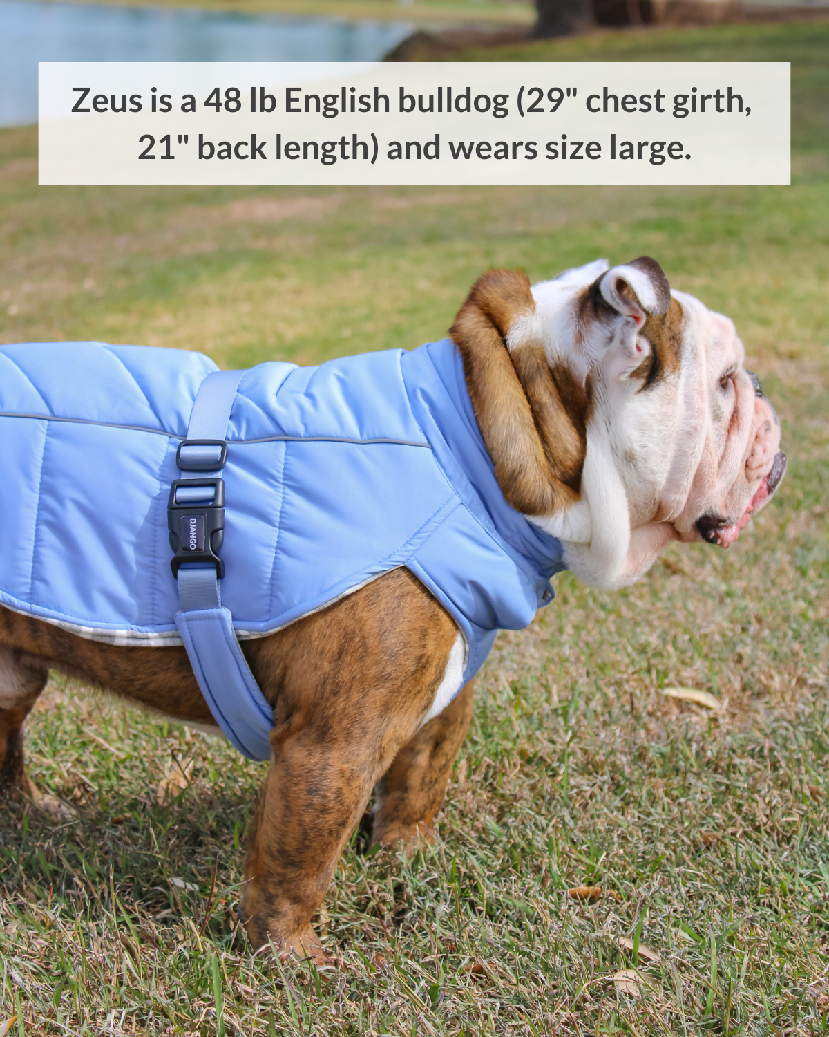 Whistler Winter Dog Coat - Dusk Blue