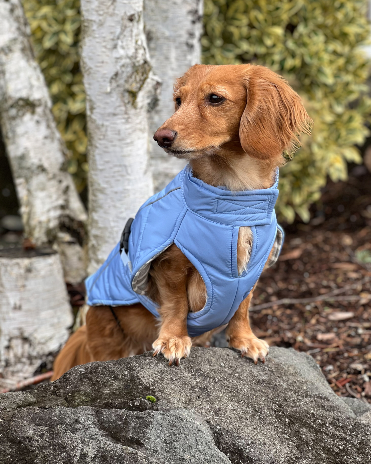 Whistler Winter Dog Coat - Dusk Blue