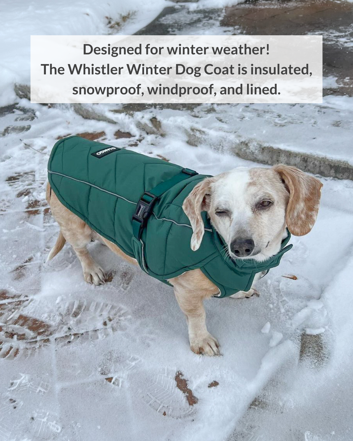 DJANGO's Whistler Winter Dog Coat is a warm and comfortable cold weather dog parka. Insulated for the coldest winter weather, this alpine-inspired puffer dog coat features a windproof and water-repellent exterior, a soft and cozy interior lining, and reflective piping for low light adventures. An adjustable webbing chest strap and velcro neck closure allow for easy on-off and a tailored fit around your dog's body.