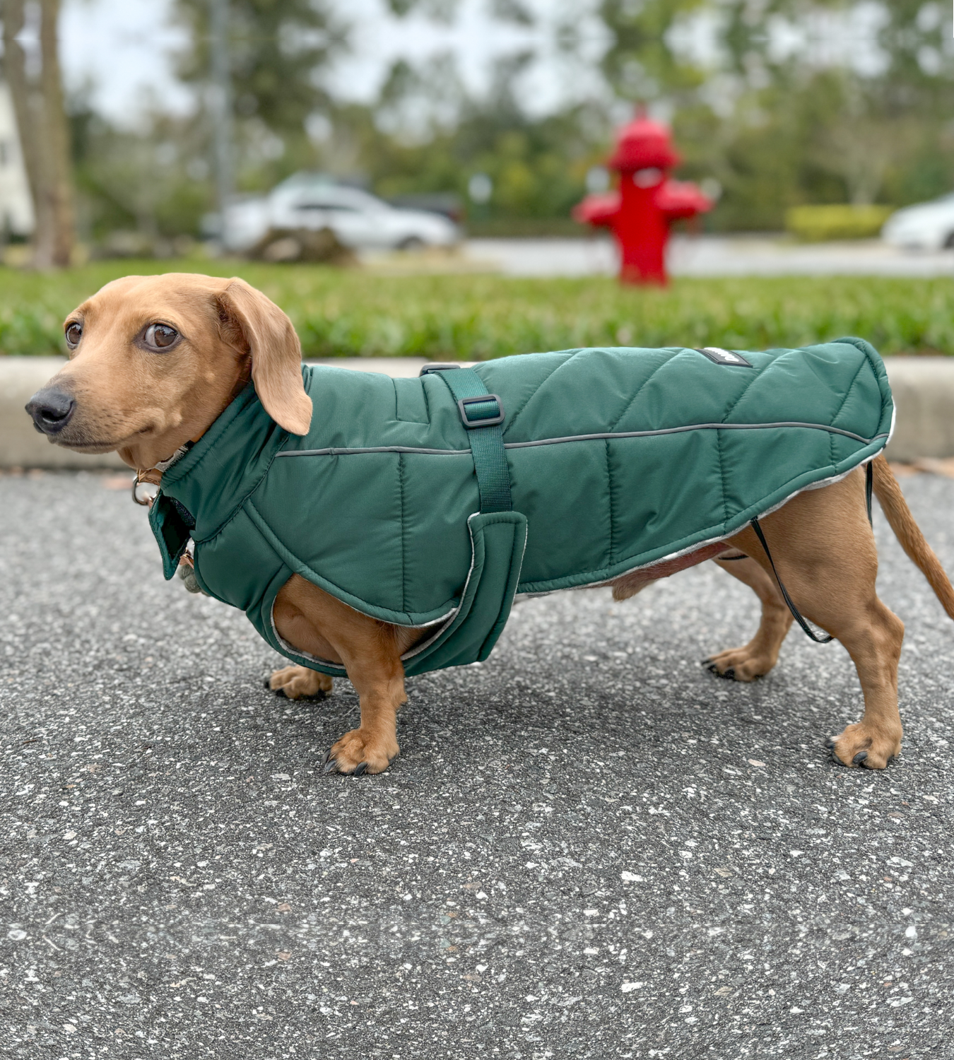 DJANGO's Whistler Winter Dog Coat is a warm and comfortable cold weather dog parka. Insulated for the coldest winter weather, this alpine-inspired puffer dog coat features a windproof and water-repellent exterior, a soft and cozy interior lining, and reflective piping for low light adventures. An adjustable webbing chest strap and velcro neck closure allow for easy on-off and a tailored fit around your dog's body.