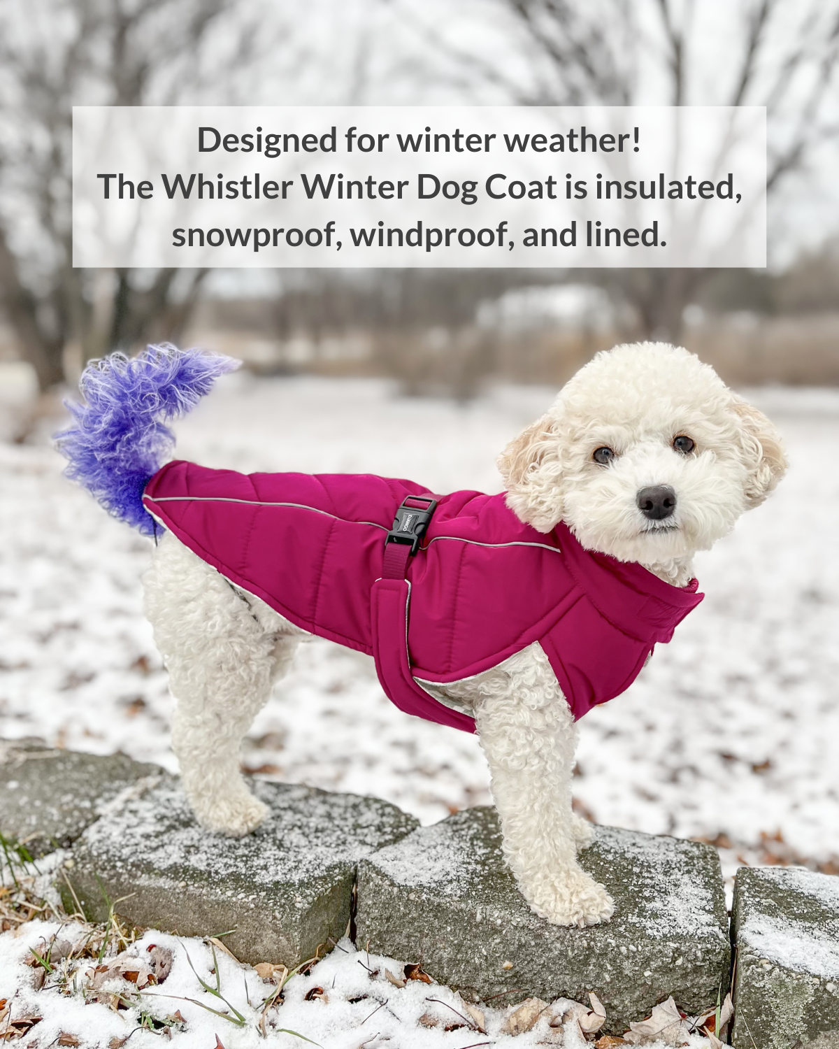 Designed for all winter weather, DJANGO's very warm and insulated winter dog coat will protect your dog during every cold weather outing and adventure. Coco the Cockapoo, featured here, has a 16 inch chest girth and 16 inch back length and wears size medium perfectly. - djangobrand.com