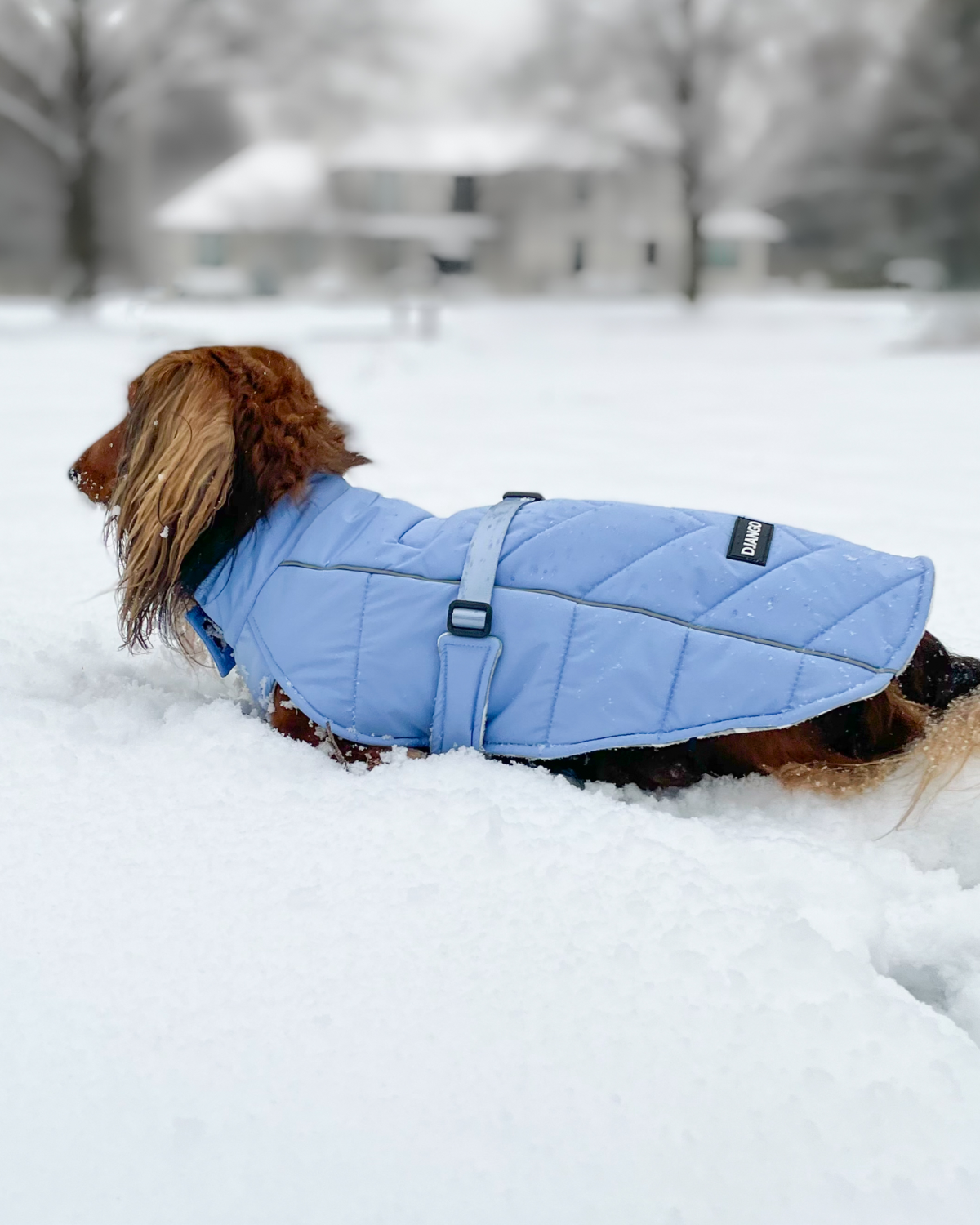 Best winter 2025 dog walking coat