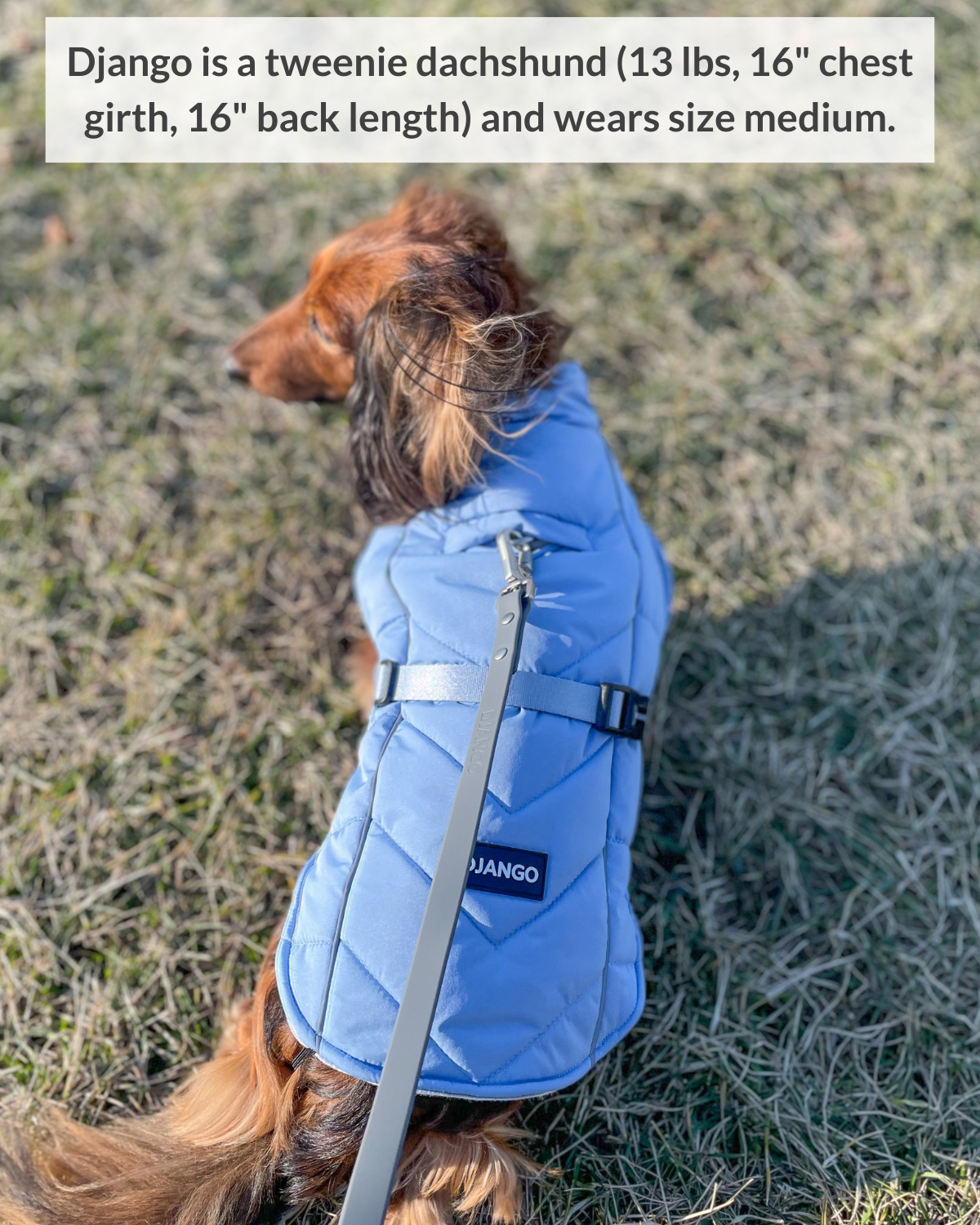 Designed for all winter weather, DJANGO's very warm and insulated winter dog coat will protect your dog during every cold weather outing and adventure. Django the tweenie dachshund, featured here, has a 16 inch chest girth and 16 inch back length and wears size medium perfectly. - djangobrand.com