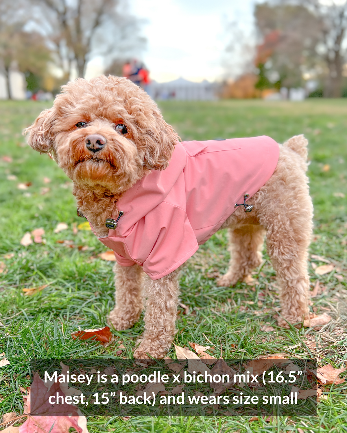 Pretty in pink! Maisey is an adorable bichon and poodle mix with a 16.5 inch chest girth and 15 inch back length (neck to base of tail). Maisey wears a size small Highland Dog Jacket - djangobrand.com