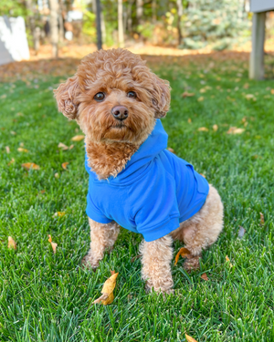 DJANGO Dog Hoodie in Alpine Blue - DJANGO dog hoodies are soft, stretchy, warm, and designed for max comfort. Features include an oversized and stretchy dog hoodie, an elastic waist band and hem shaped to avoid doggy messes, and an adorable back pocket. Pair this adorable blue dog sweater with your favorite DJANGO dog coat during the coldest autumn and winter months - djangobrand.com