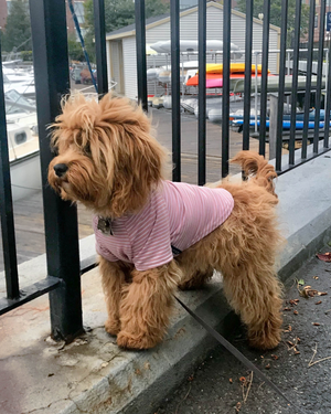 DJANGO dog hoodies are soft, stretchy, and modern. Whether you’re strutting down the city sidewalk on a crisp autumn day or running up a chilly mountain trail, our dog hoodies will keep you warm and stylish throughout any adventure. - djangobrand.com