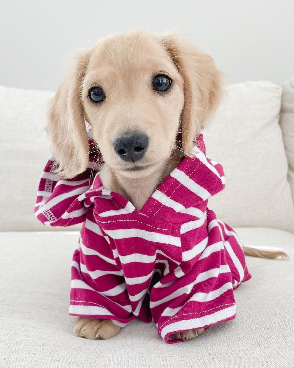Cute dog hoodies deals
