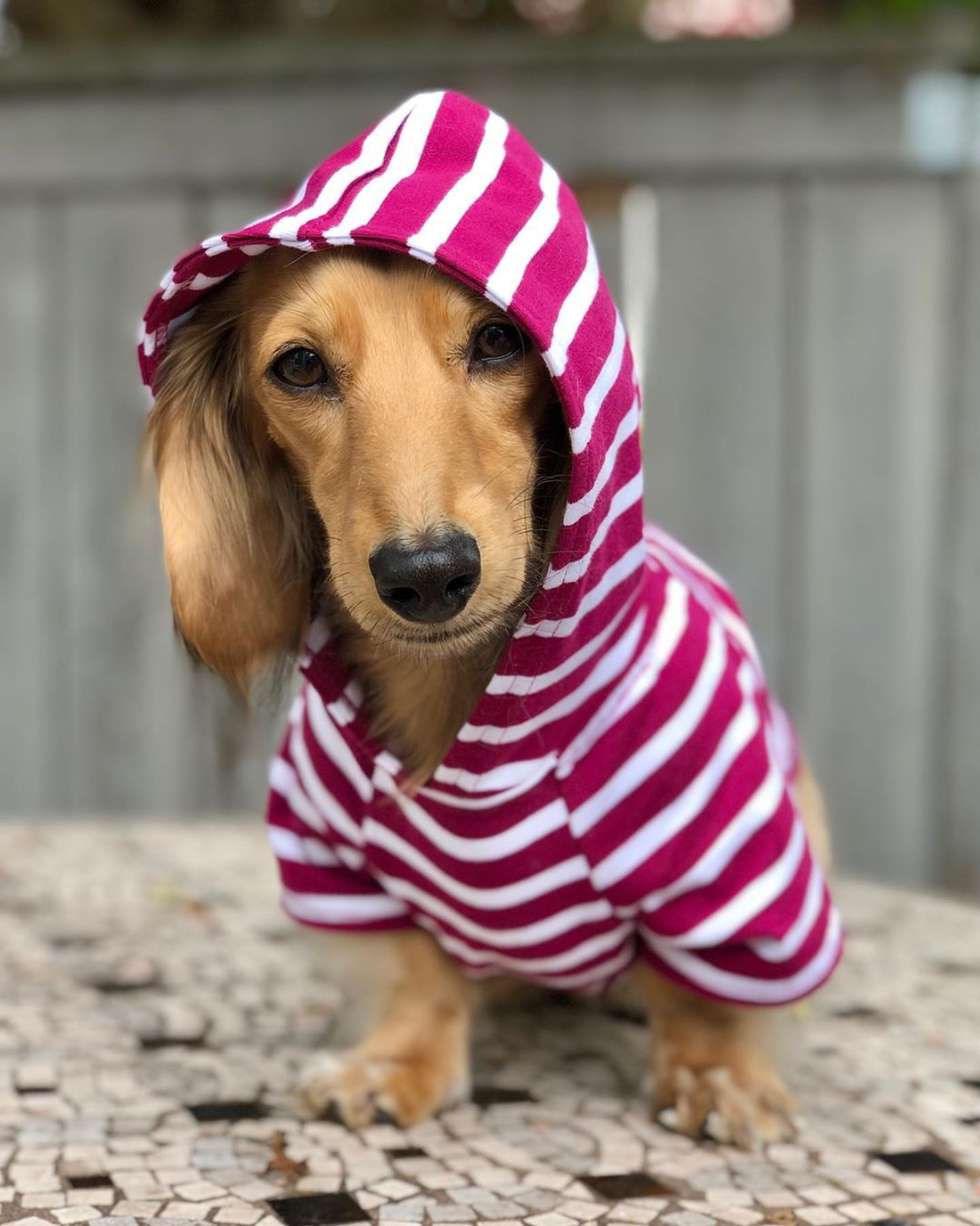 Sausage top dog hoodie