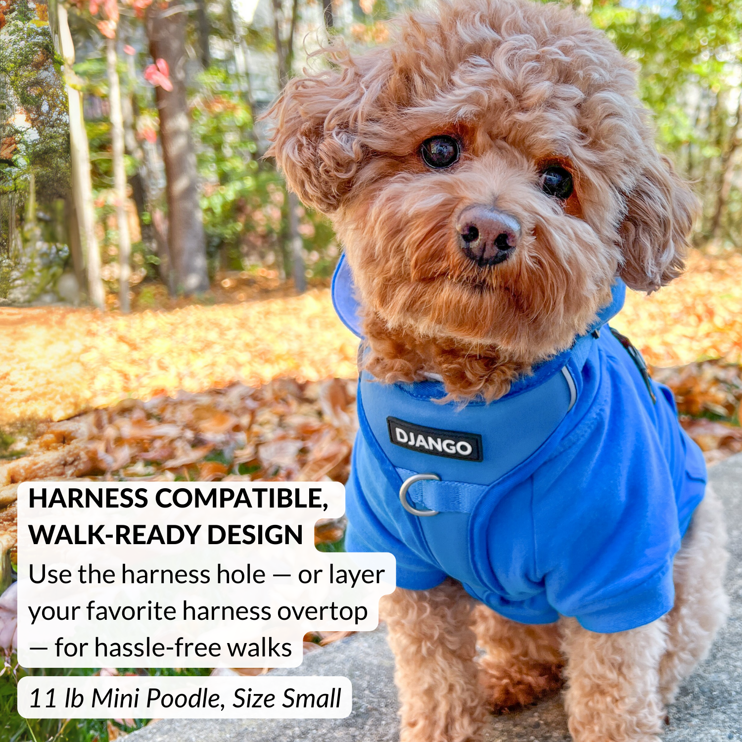 Mini poodle mix dog wearing a blue dog hoodie for fall with 'DJANGO' branding in an outdoor autumn cold weather setting