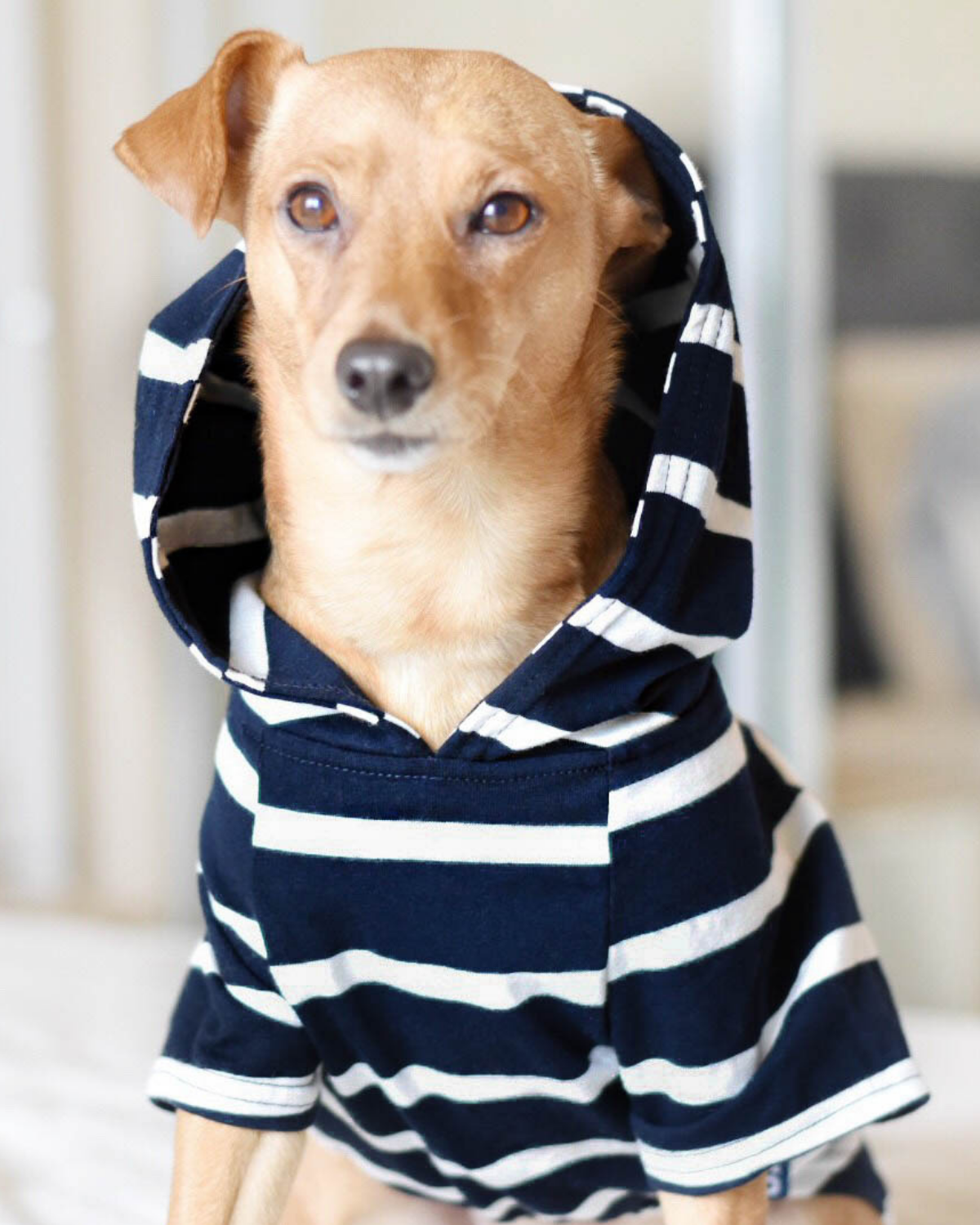 Dog hoodies for small dogs 2025