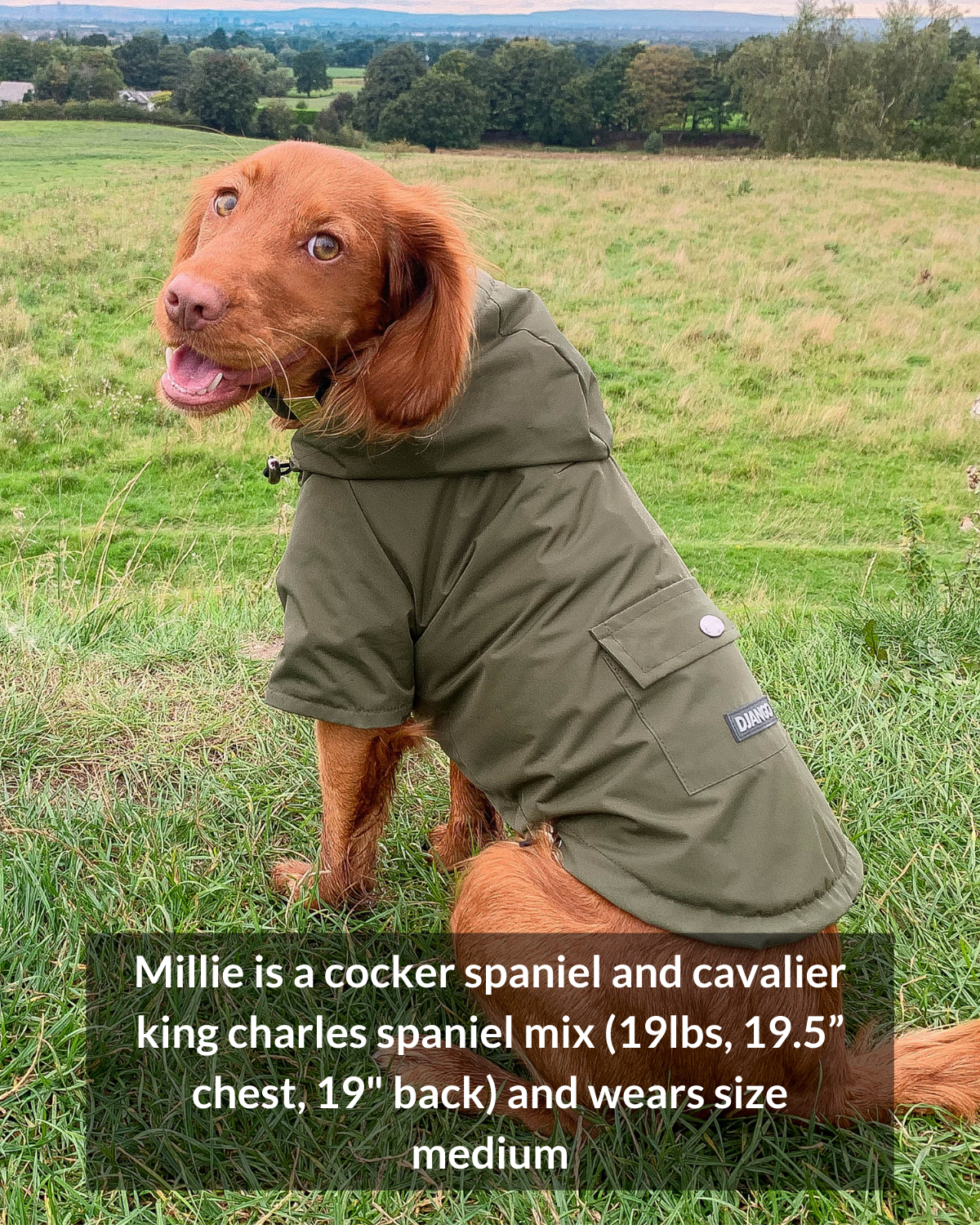 DJANGO Highland Cold Weather Dog Jacket and Raincoat Dandelion Yellow