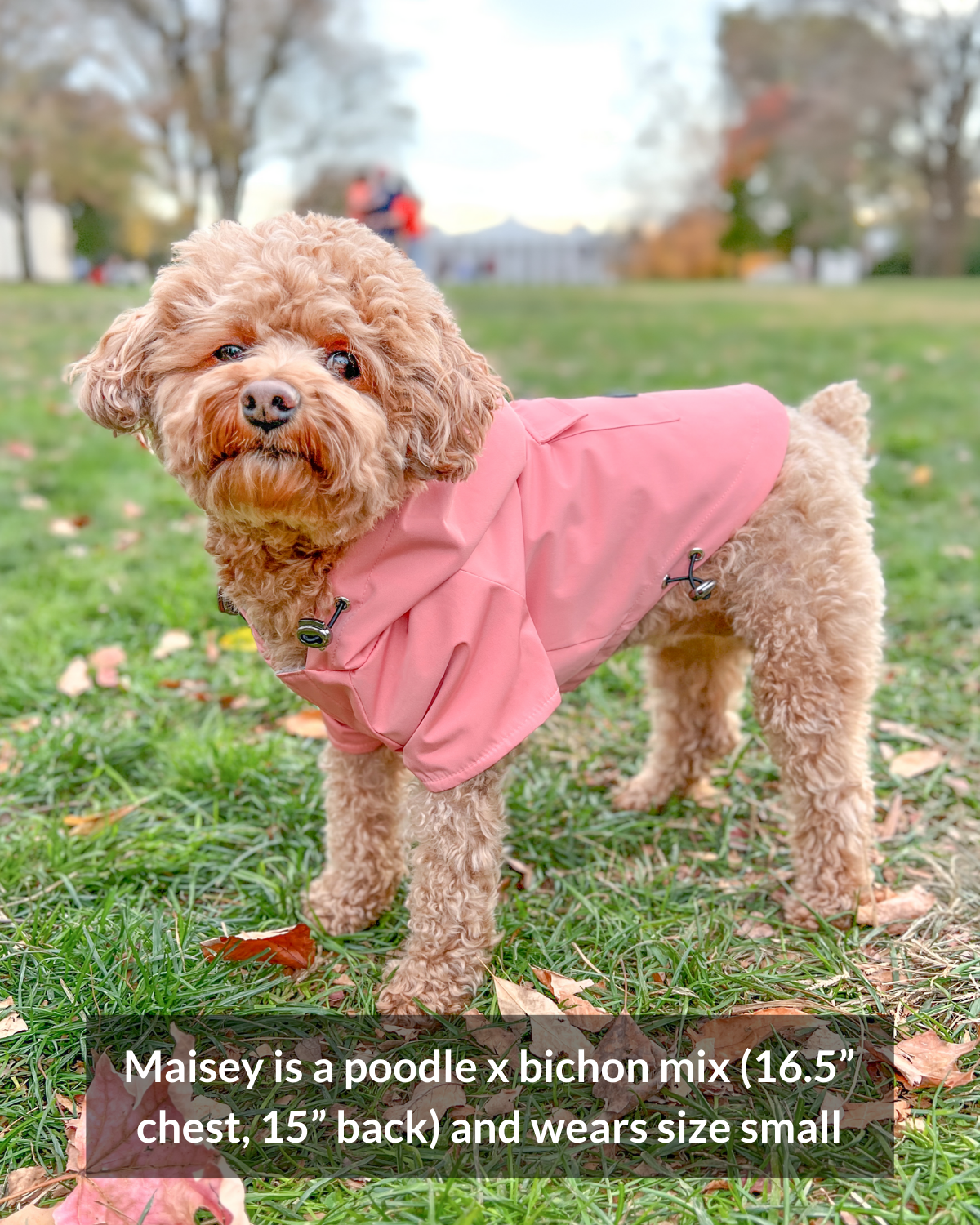 Best raincoat for poodles! DJANGO's Highland Dog Jacket and waterproof dog raincoat is a favorite for poodles and other small and medium breeds.
