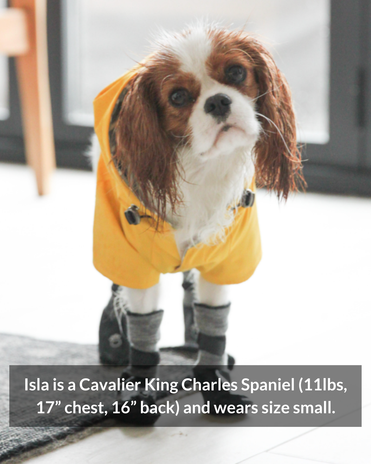 Keep your Cavalier King Charles Spaniel dry with a high-quality dog raincoat featuring a hood, waterproof fabric, and a tailored fit for small to medium breeds. Lightweight and adjustable, this rain jacket ensures comfort and safety during rainy walks and adventures
