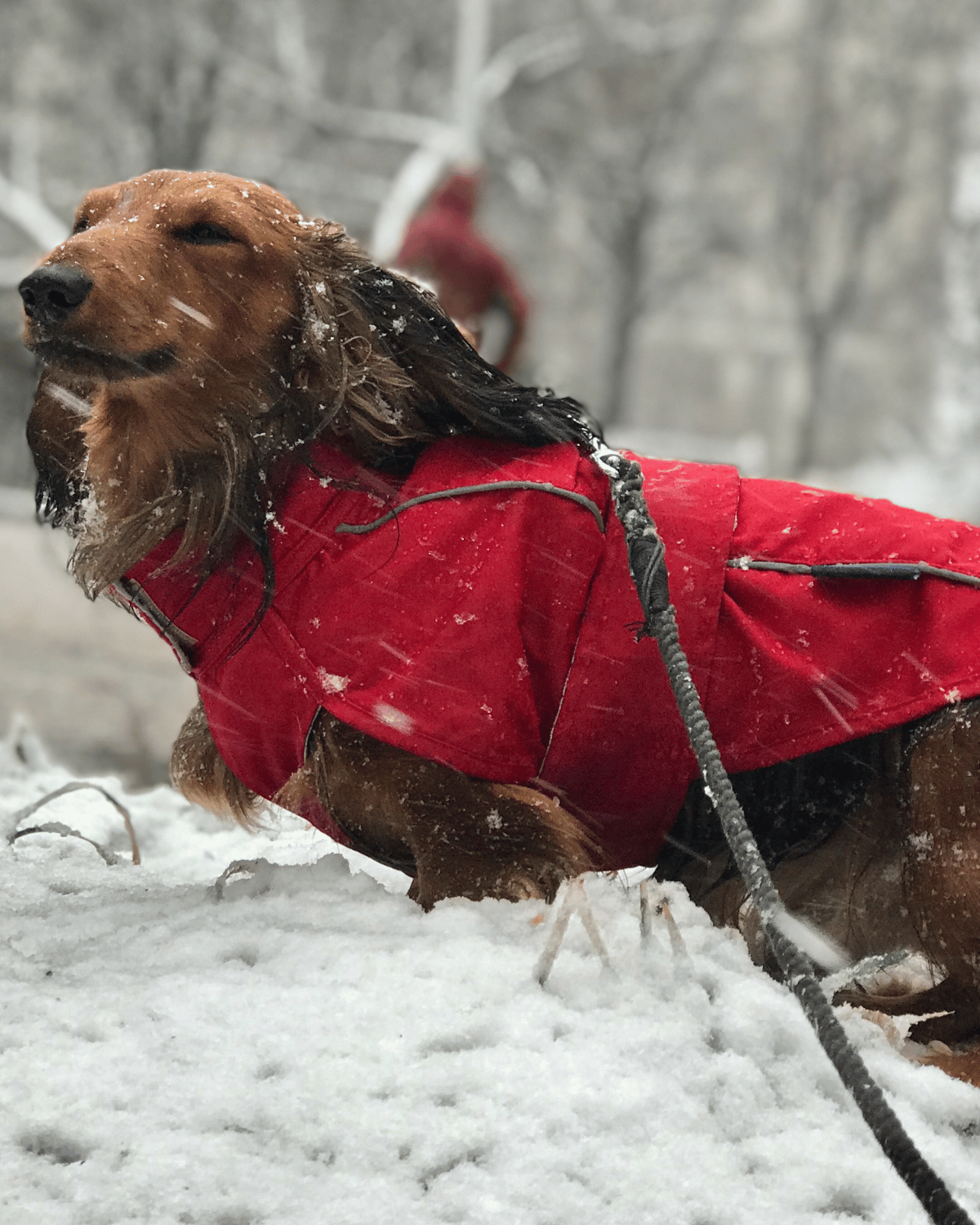 DJANGO City Slicker All-Weather Water-Repellent and Windproof Dog Jacket, Dog Raincoat and Dog Winter Coat in Cherry Red - Featuring reflective piping, adjustable velcro neck and chest closures, and elastic leg bands - djangobrand.com