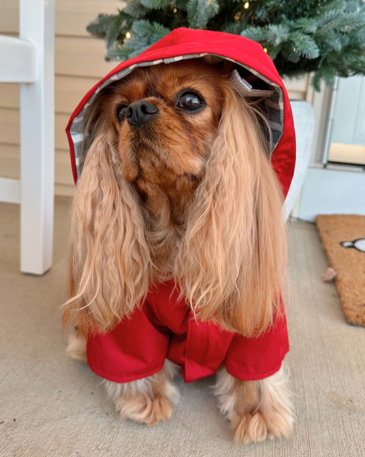 The DJANGO Highland Dog Jacket is a waterproof dog jacket and dog raincoat with hood designed for rainy day outings and wet walks. With a sofy, cozy lining, this comfortable dog coat can also be used as a cold-weather dog jacket and winter dog coat.