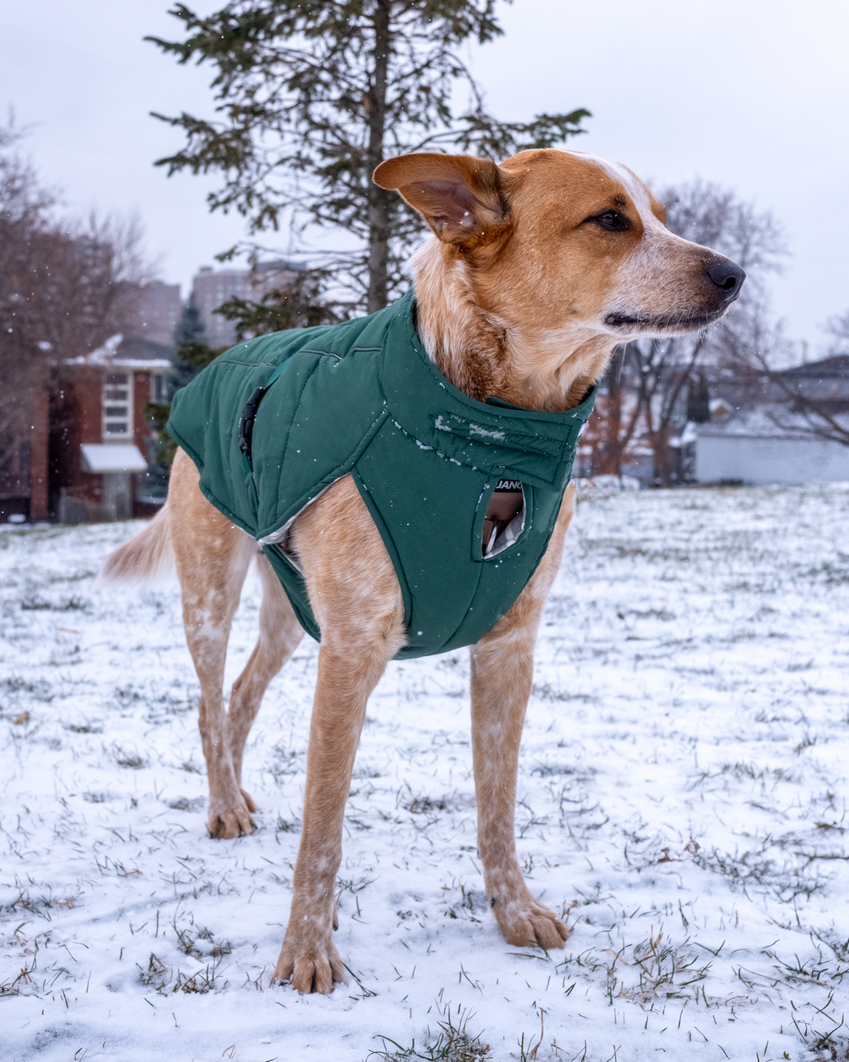 The Whistler Winter Dog Coat by DJANGO is the best winter dog jacket for large dpgs and XL dogs needing warmth and protection. Designed with an adjustable neck and chest, this insulated winter coat and adjustable winter dog coat ensures a custom fit for barrel-chested and broad-bodied breeds. Snowproof, windproof, and built for adventure, it’s perfect for keeping big dogs cozy in freezing temperatures.