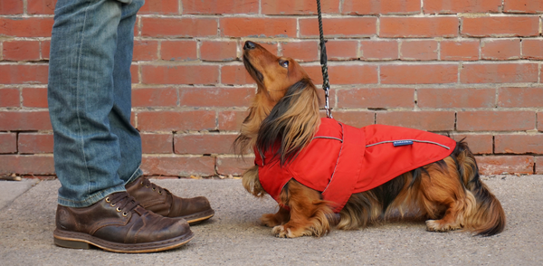 View of U.S. Airline Pet Policy Comparison for In-Cabin Travel | DJANGO