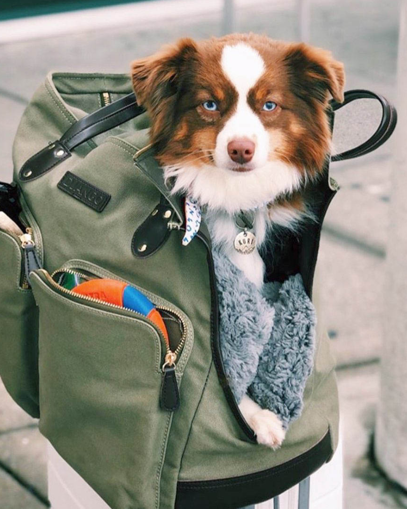 Mini aussie riding inside a large dog carrier tote bag with pockets full of dog toys and personal items